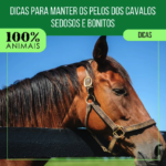 Dicas para manter os pelos dos cavalos sedosos e bonitos