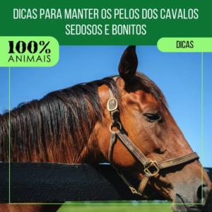 Read more about the article Dicas para manter os pelos dos cavalos sedosos e bonitos